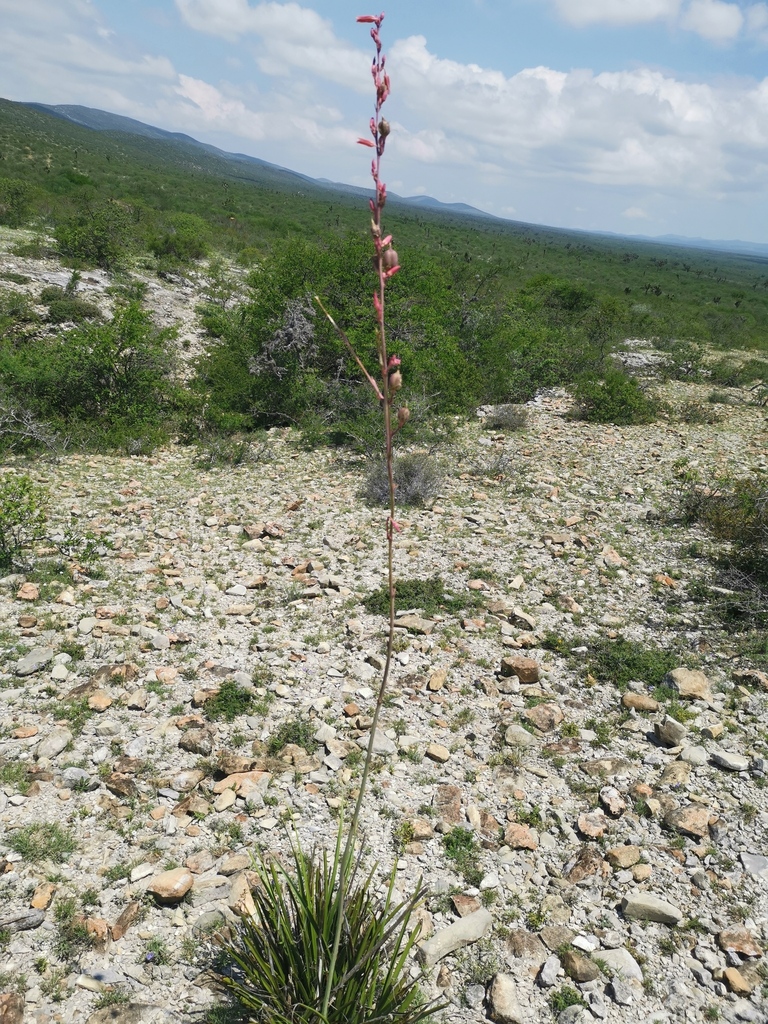 Hesperaloe campanulata, Higueras, N.L., México