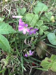 Oxalis debilis