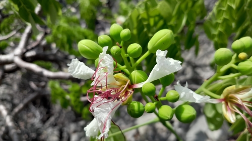 Foto de Flamboyant-branco