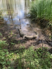 Alligator mississippiensis