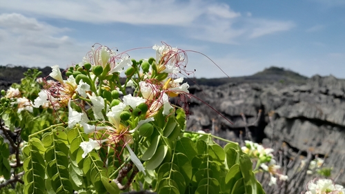 Foto de Flamboyant-branco