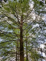 Taxodium distichum