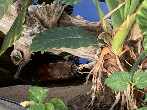 Sulawesi Forest Turtle