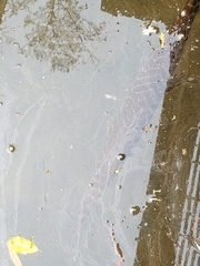 Lepisosteus oculatus