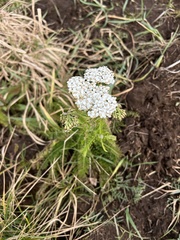 Achillea millefolium image