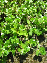 Bacopa rotundifolia