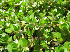 Bacopa rotundifolia
