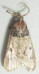 Loryma basalis