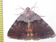 Plecopterodes moderata