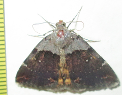 Plecopterodes moderata