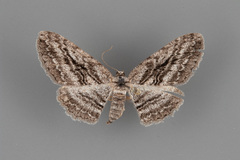 Iridopsis obliquaria