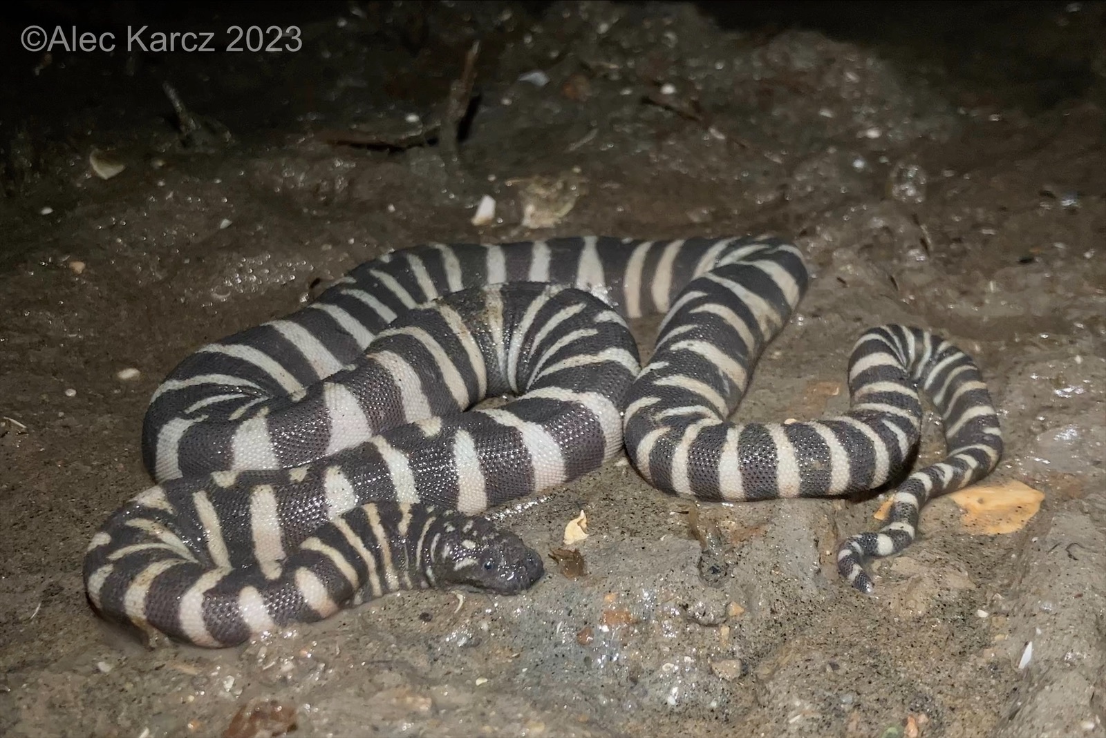 Acrochordus granulatus (Schneider, 1799)