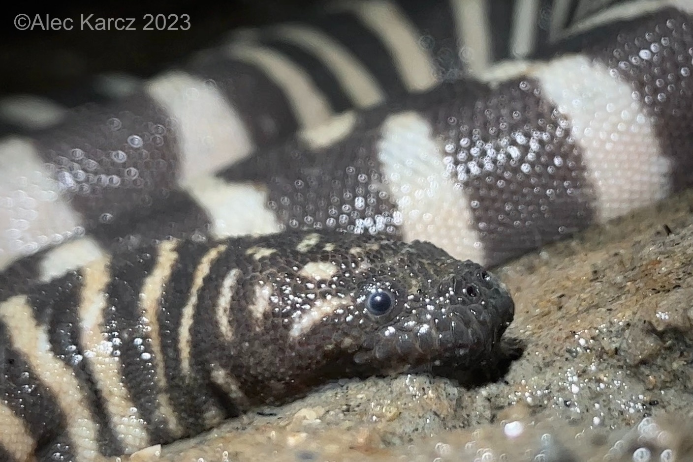 Acrochordus granulatus (Schneider, 1799)