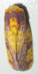 Copifrontia xantherythra