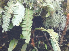 Pleopeltis polypodioides