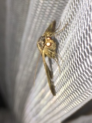 Anoba atriplaga