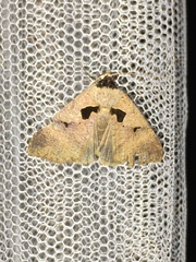 Anoba atriplaga