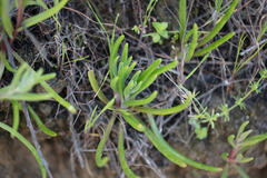 Dudleya multicaulis