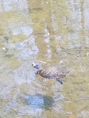 Trachemys scripta elegans