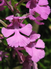 Platanthera peramoena