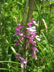 Platanthera peramoena