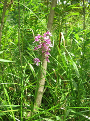 Platanthera peramoena