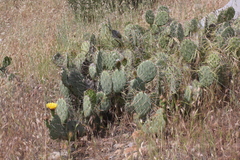 Opuntia littoralis × oricola