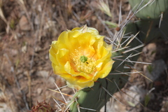 Opuntia littoralis × oricola