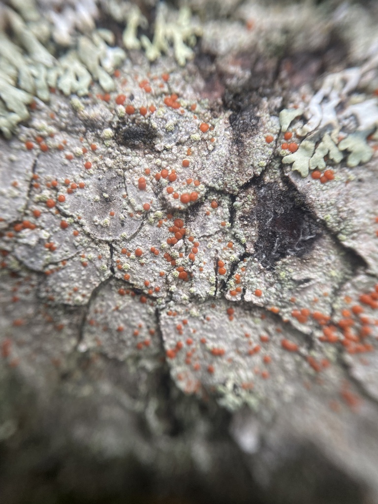 Northern Crimson Dot Lichen