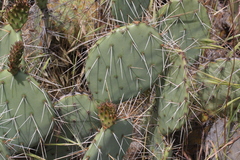 Opuntia littoralis × oricola