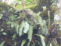 Pleopeltis polypodioides