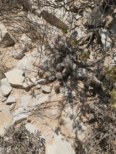 Tiny Mound Cholla (Grusonia bulbispina)