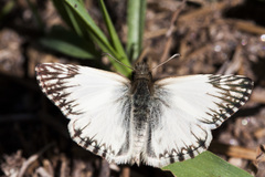 Heliopetes omrina