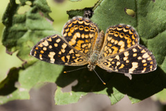 Phystis simois variegata