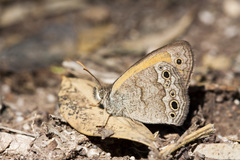 Pharneuptychia phares