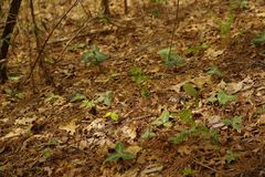 Trillium ludovicianum