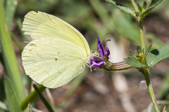 Pyrisitia nise floscula