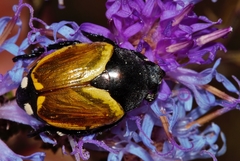 Popillia bipunctata