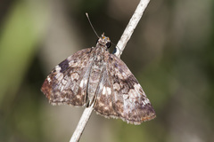 Chiomara asychis