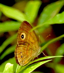 Mycalesis patnia