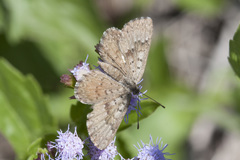 Zabuella tenellus