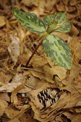 Trillium ludovicianum