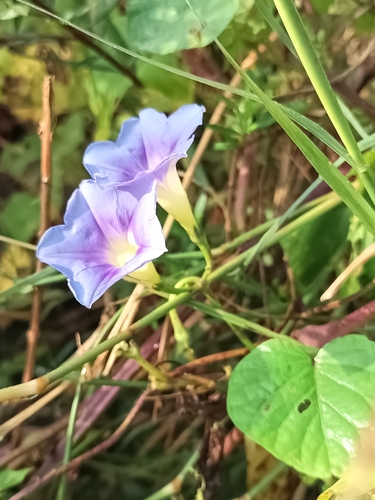 Image of Ipomoea parasitica by (c) Ricardo Betancourt Sánchez, some rights reserved (CC BY)