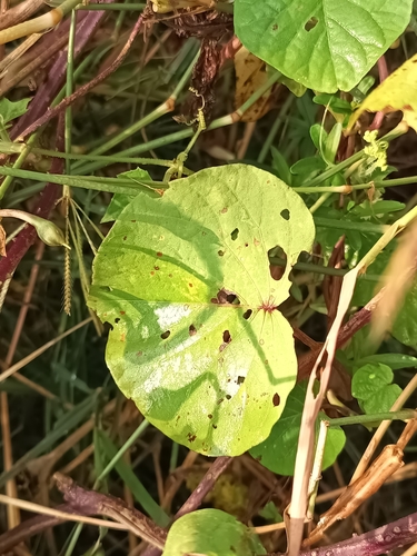 Image of Ipomoea parasitica by (c) Ricardo Betancourt Sánchez, some rights reserved (CC BY)