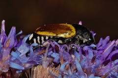 Popillia bipunctata