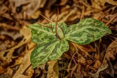 Trillium ludovicianum