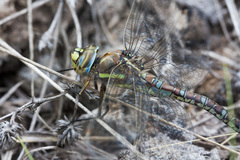 Rhionaeschna absoluta