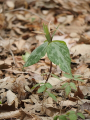 Trillium ludovicianum