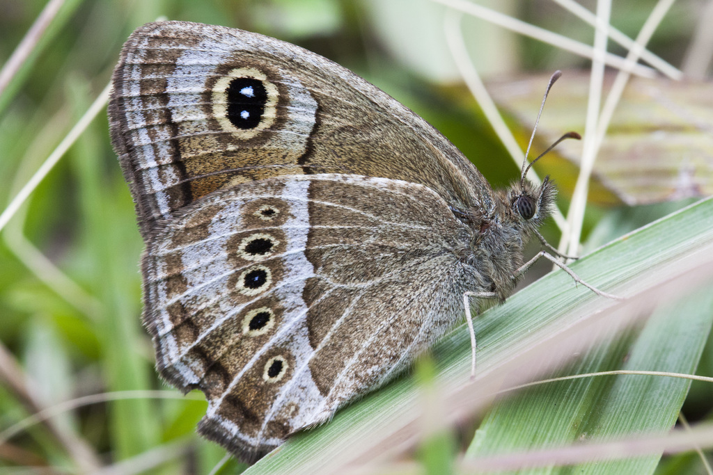 Pampasatyrus