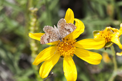 Zabuella tenellus